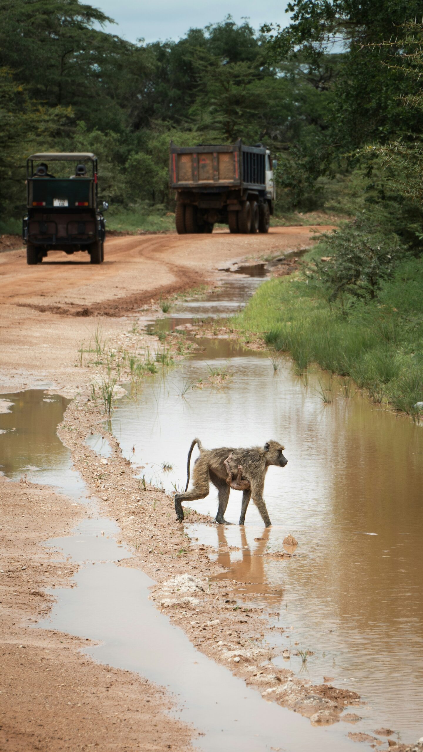 Spot the Big Five in Serengeti! A Wildlife Lover’s Dream!