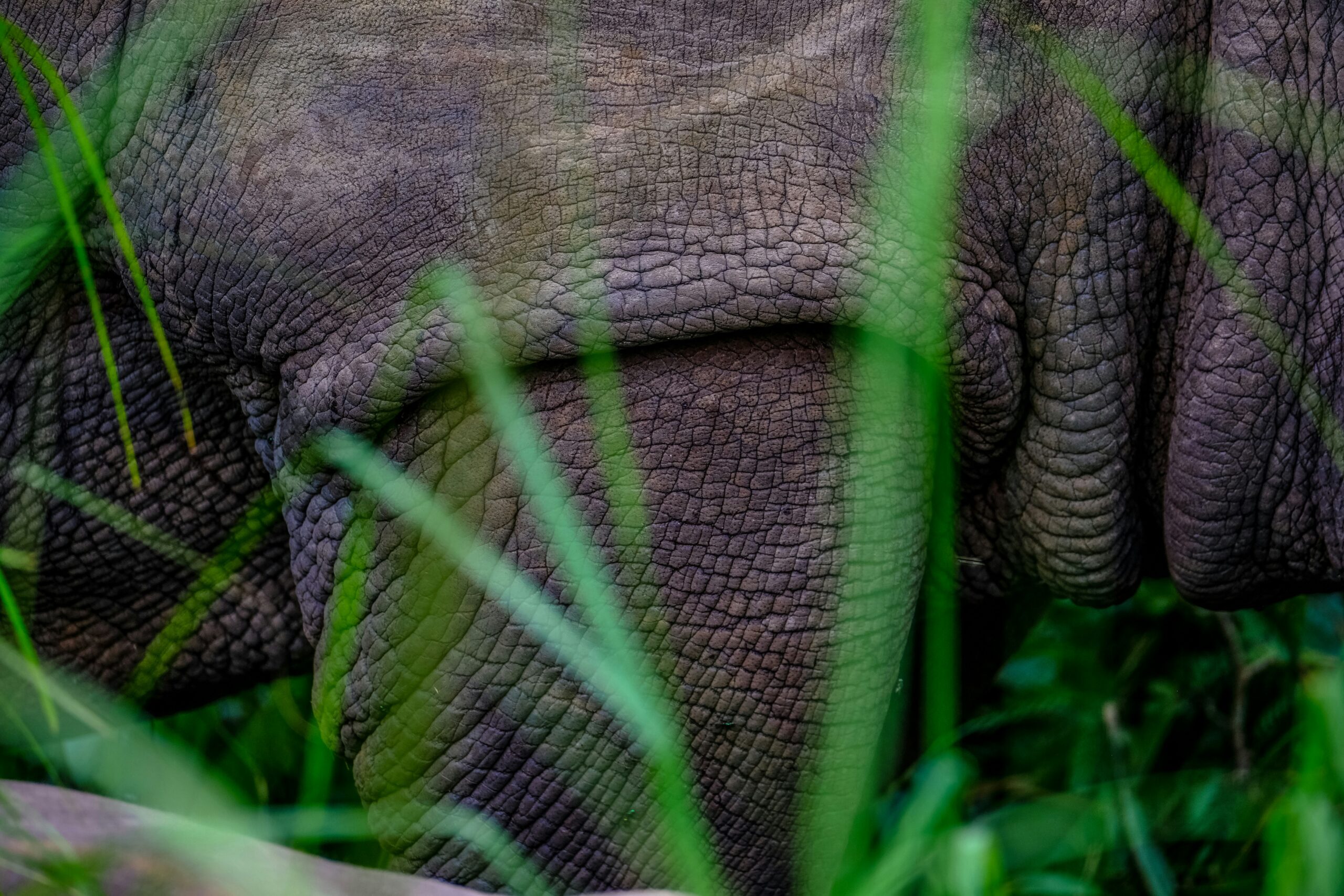 Rhino Sanctuary in Uganda: Up Close and Personal with Rhinos!