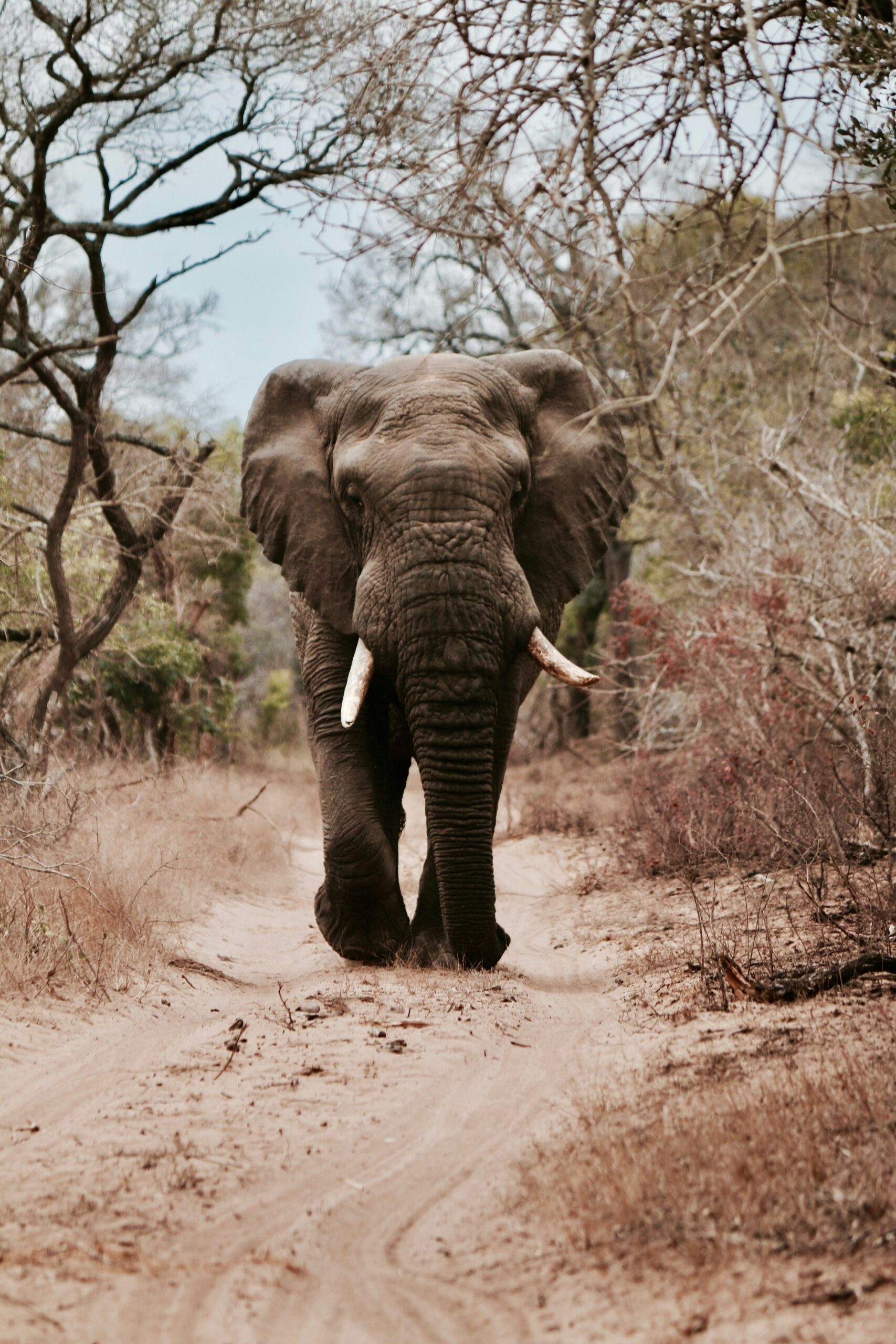 Why Amboseli National Park is a Must-Visit Destination on Your Kenyan Safari