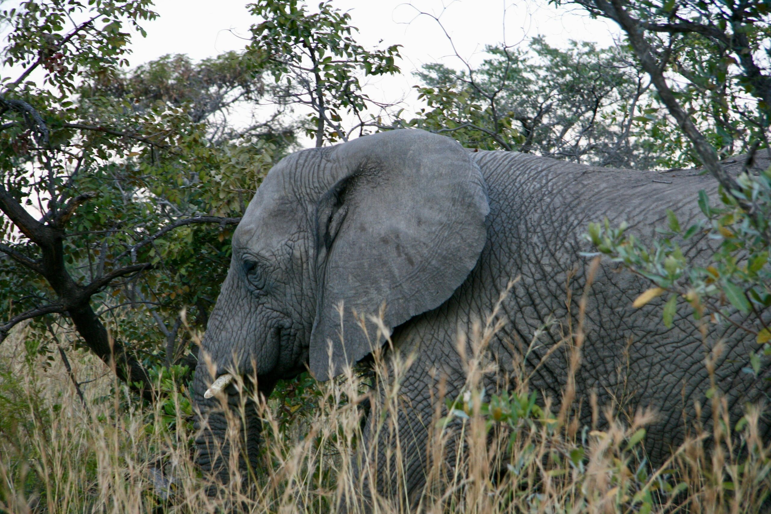 A Comprehensive Guide to Visiting the David Sheldrick Elephant Orphanage in Nairobi