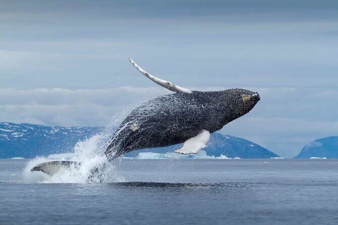 An Unforgettable Experience: Whale Watching in Hermanus