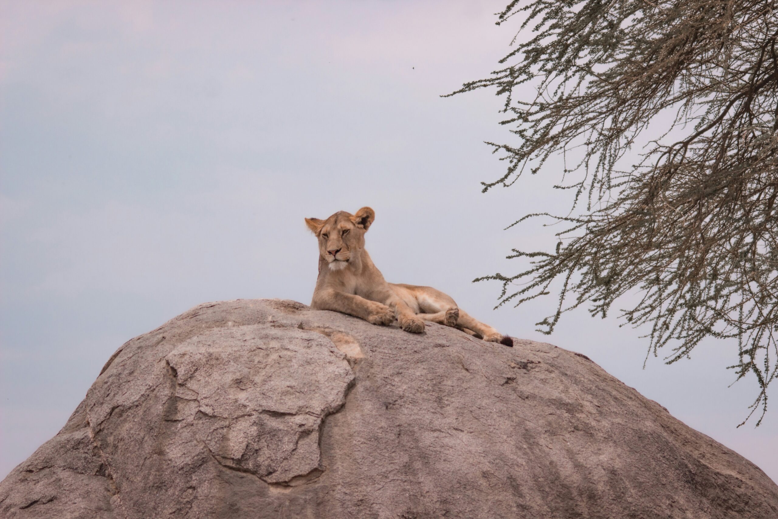 The Ultimate Guide to Luxury Safari Lodges in Serengeti