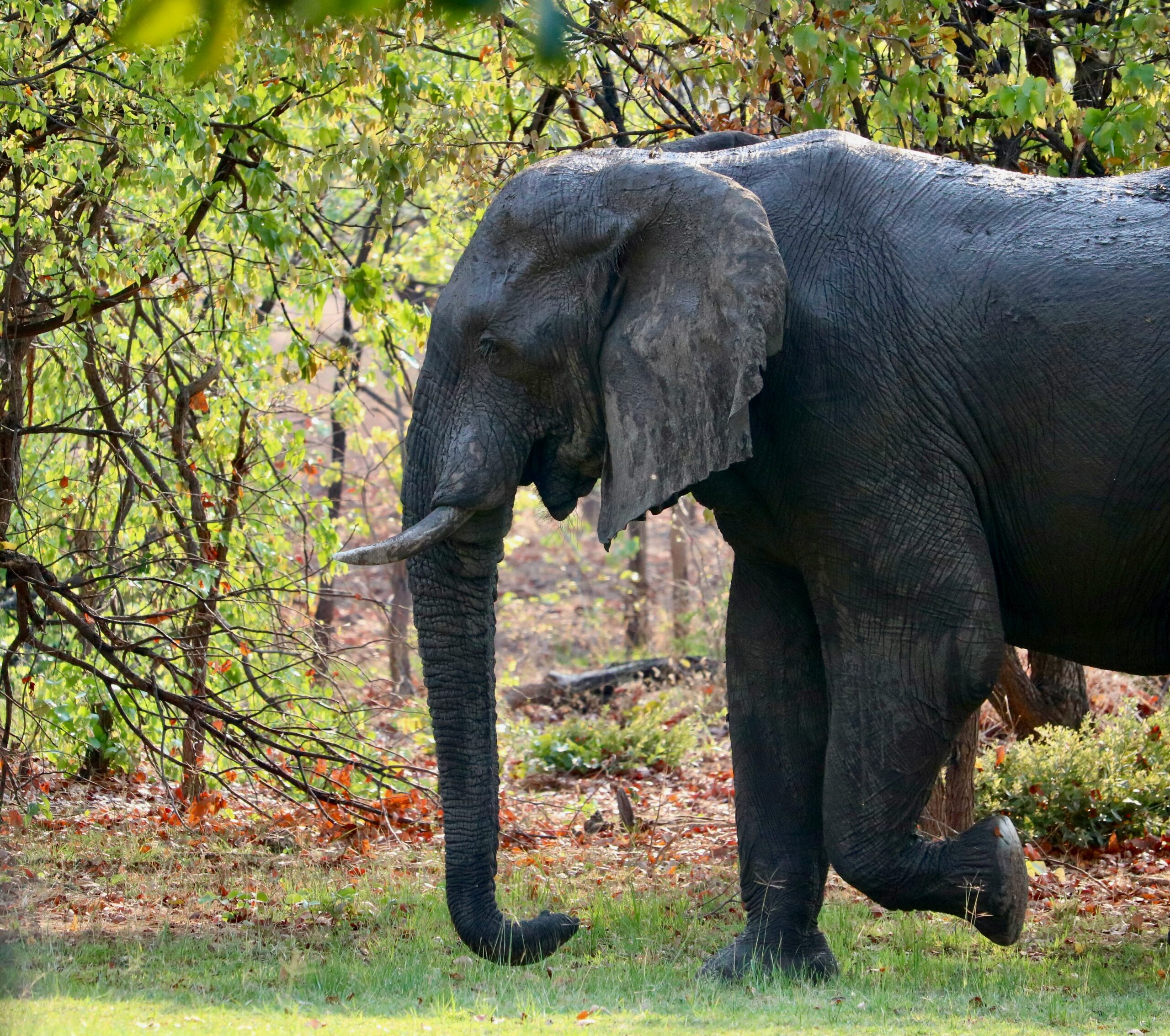 Safari in Style: Africa’s Most Exclusive Wildlife Lodges