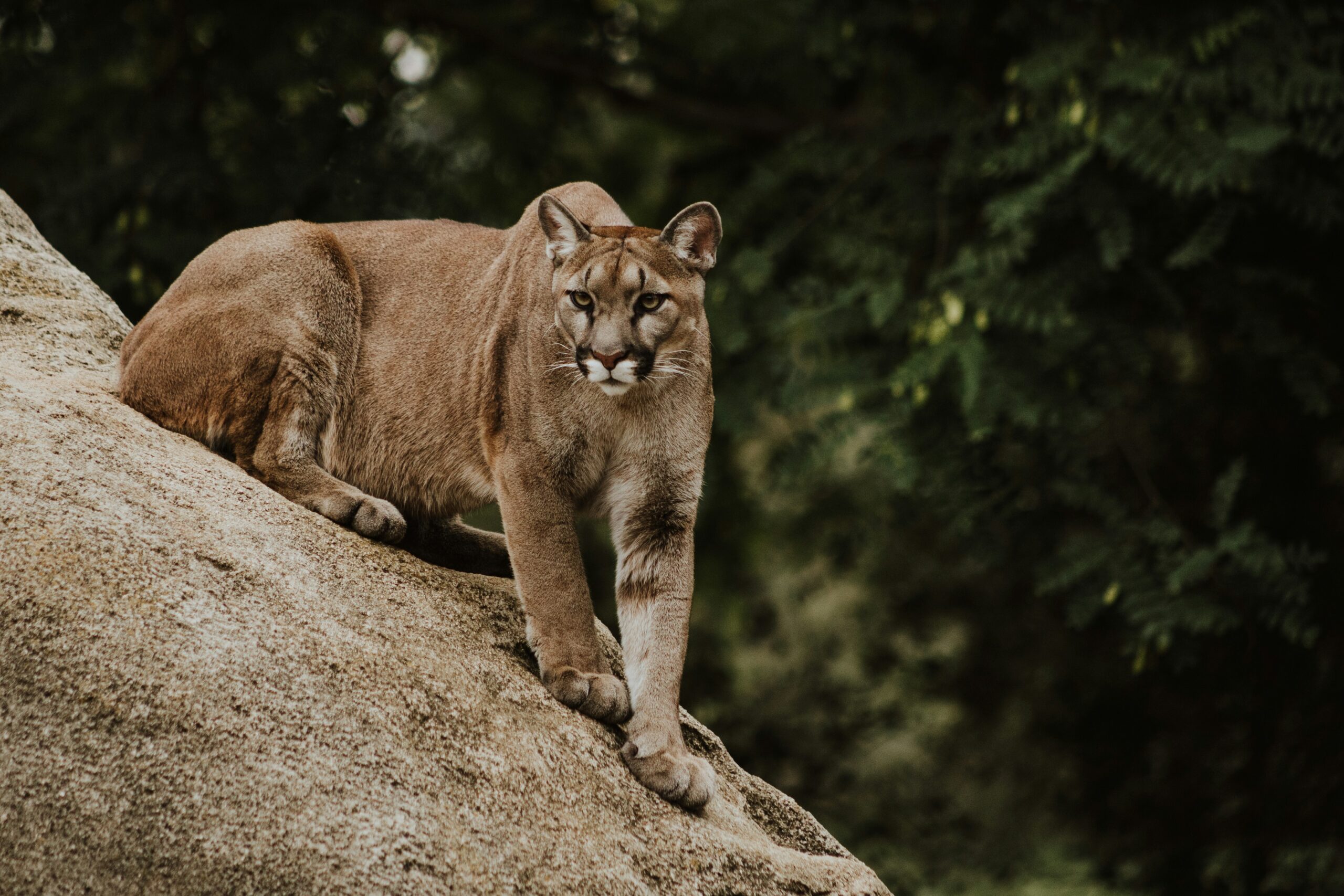 The Best Wildlife Photography Safaris in Tanzania